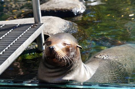 Sea Lion Escapes Central Park Zoo Enclosure During Massive Flooding