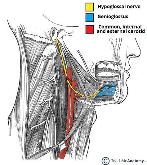 The Hypoglossal Nerve (CN XII) - Course - Motor - TeachMeAnatomy