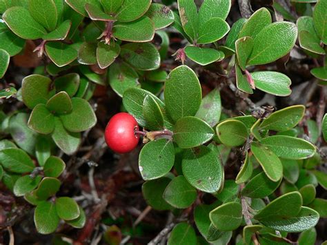 Arctostaphylos uva-ursi