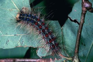 Gypsy moth caterpillar | Photo credit: USFWS/James Appleby C… | Flickr