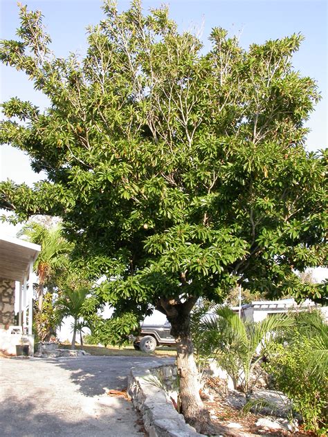 File:Sapodilla tree.jpg - Wikimedia Commons
