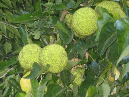 The World´s Tree Species: Osage Orange - Maclura pomifera