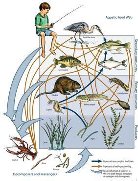 Food Chain River Ecosystem Food Web - malayelly