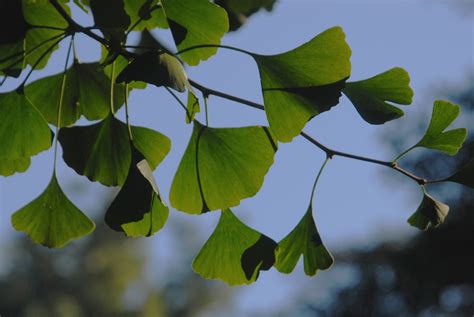 Ginkgo biloba (Ginkgo, Maidenhair Tree) | North Carolina Extension ...