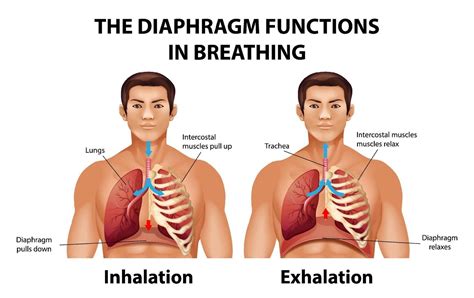 The diaphragm functions in breathing 2036323 Vector Art at Vecteezy