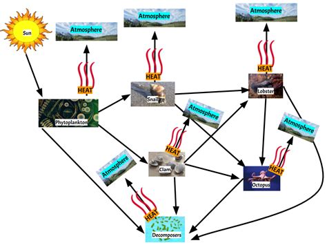 Food Webs & Energy Flow Diagram | Quizlet