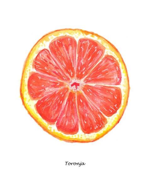 Grapefruit Drawing at PaintingValley.com | Explore collection of Grapefruit Drawing