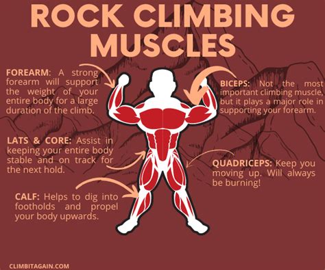 Unveiling the Impact: The Role of Chest Muscles in Rock Climbing ...