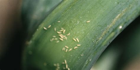 Onion Thrips | Greenlife | 2024 Update