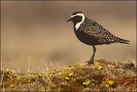 American Golden-plover | Focusing on Wildlife