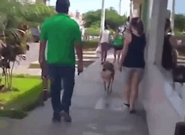 Thirsty Dog Is Carrying A Bucket And Begging For Water After Drought ...