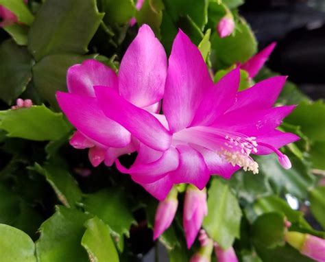 Here's how to care for that Christmas cactus you just got