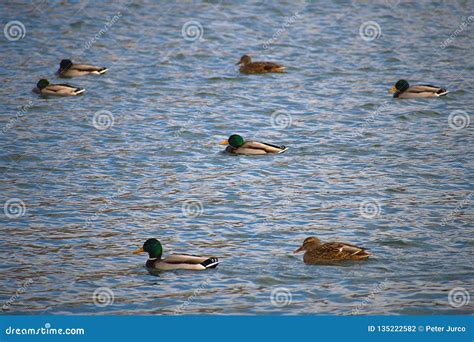 The Wild Duck stock photo. Image of duck, nature, natural - 135222582