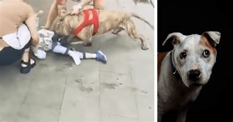 Terrifying video footage shows four-year-old boy attacked and bitten by a pit bull | MEAWW