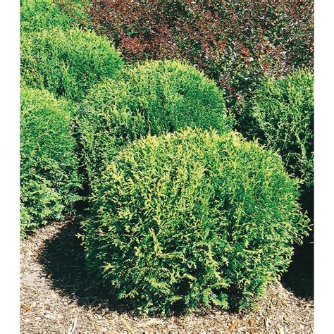 Little Giant Arborvitae Accent Shrub in Pot (With Soil) (L3764) Lowes ...