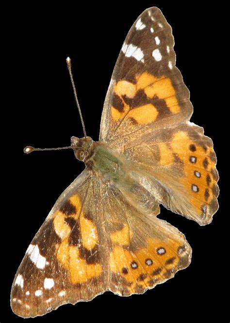 Australian Painted Lady butterfly 2 clipart lge, 17cm | Flickr