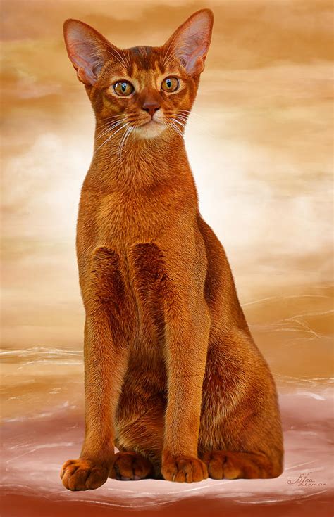 Abyssinian Cat Sorrel Color Photograph by Nika Lerman