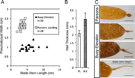 Pneumatocyst morphology. (A) Blade stem length (measured from the end ...