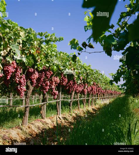 Agriculture - Mature Red Globe table grapes on the vine, ready for Stock Photo: 10658513 - Alamy