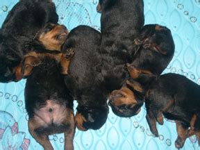 Rottweiler Puppy Growth Chart | A-Love-Of-Rottweilers