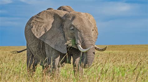 African Elephants: Facts about African Elephants in the famed wildlife reserve and in Kenya