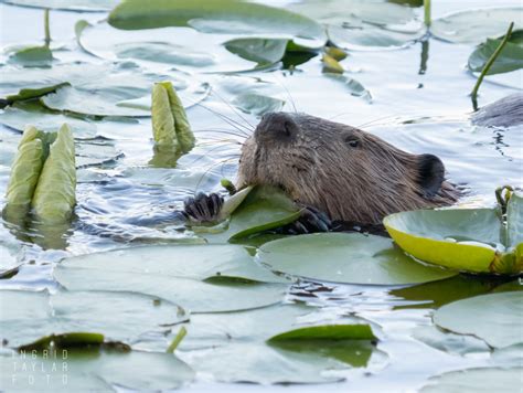 North American Beaver ... Eating Lily Pads Like Enchiladas - Ingrid Taylar Foto