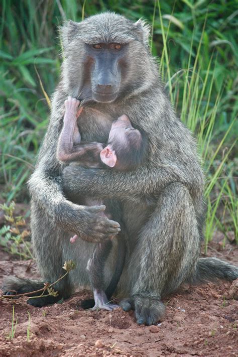 A Monkey Feeding her Baby · Free Stock Photo