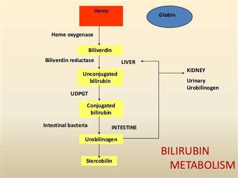 Bilirubin Metabolism | Medical knowledge, Medical school studying, Liver anatomy