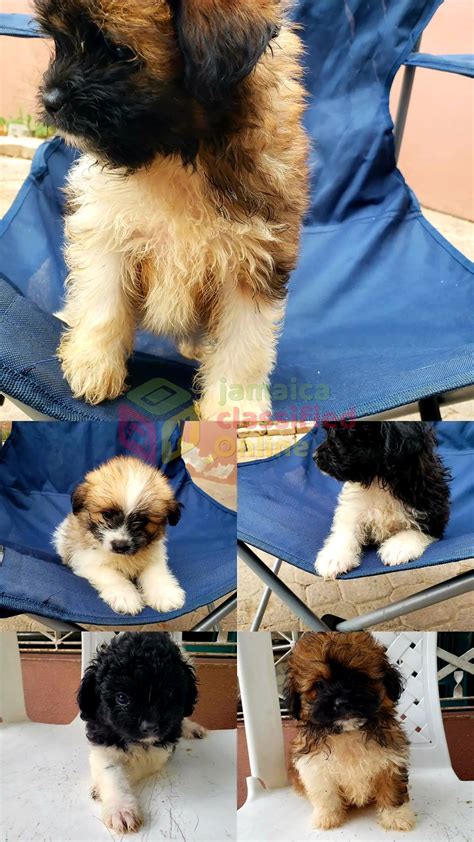 For Sale: Shih-tzu Pomeranian Mix Puppies - Portmore