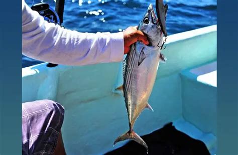 Skipjack - Description, Habitat, Image, Diet, and Interesting Facts