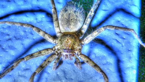 Backyard Birding....and Nature: Giant Huntsman Spider in Florida ...