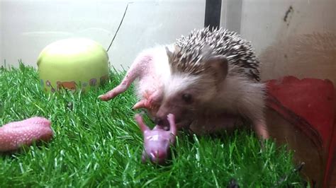 Hedgehog giving birth (With images) | Hedgehog pet, Hedgehog