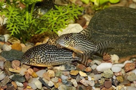 Corydoras Catfish | PetGuide