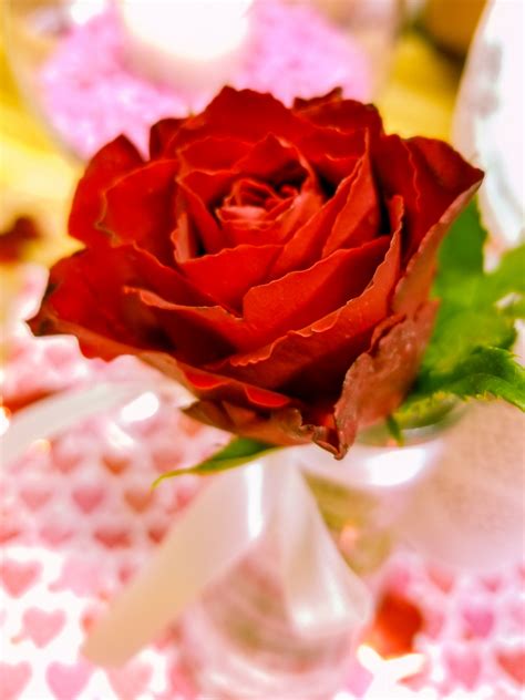 Red Rose In A Vase Free Stock Photo - Public Domain Pictures