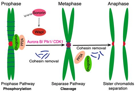 IJMS | Free Full-Text | Separase and Roads to Disengage Sister Chromatids during Anaphase