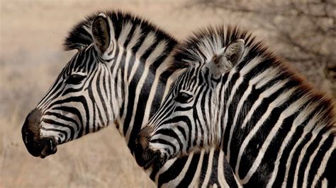 Why do zebras have stripes? New evidence points to a surprising reason - ABC News