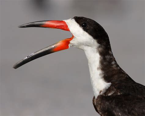 Black Skimmer | Black skimmer portrait bill open Cocoa Beach… | Flickr