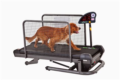 Rules of the Jungle: Exercising with the dog treadmill