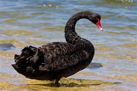 BLACK-SWAN » TwistedSifter