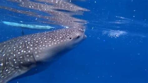 Whale Shark Feeding Plankton Under Water... | Stock Video | Pond5