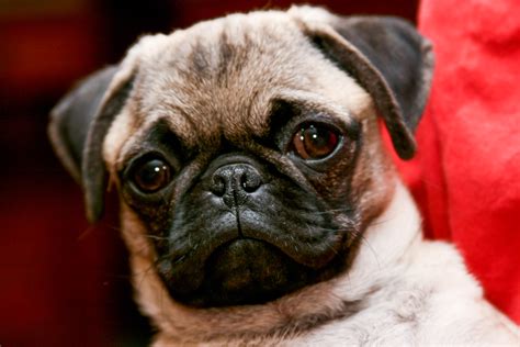 Pug Breed Guide - Learn about the Pug.