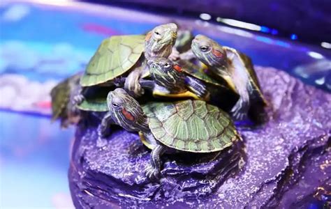 How To Sex A Red-Eared Slider Turtle: 5 Easy Gender Differences - Everything Reptiles