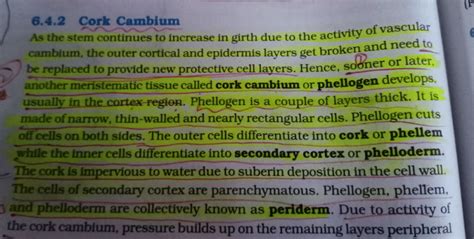 What is periderm ? How does periderm formation take place in the dicot stems? - EduRev NEET Question