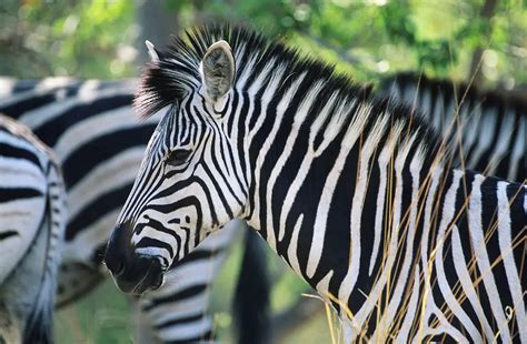 19 Cool Facts about Zebras