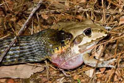 Debunking Myths about Cane Toad Impact