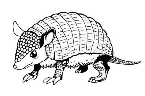 Armadillo Stock Illustrations – 1,845 Armadillo Stock Illustrations ...