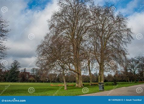 Beautiful Trees in Ravenscourt Park Stock Photo - Image of spring, tree ...