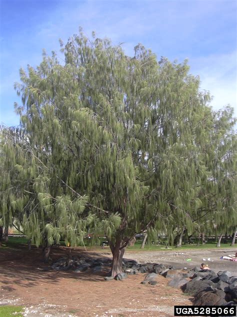 Australian-pine (Casuarina equisetifolia)