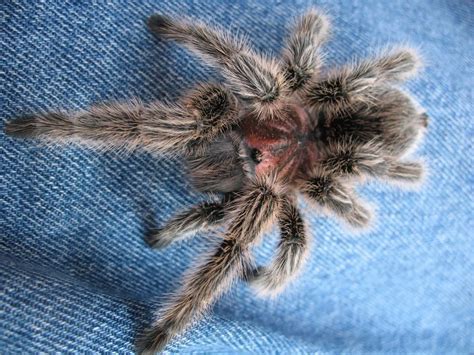 Chilean Rose Hair Tarantula (Grammostola rosea) - Tarantula Friendly