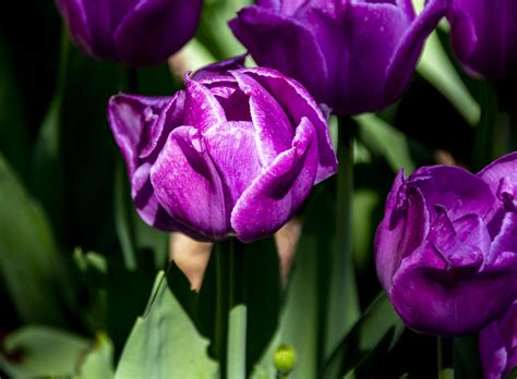 Purple Tulips Free Stock Photo - Public Domain Pictures